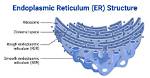 Er Full Form