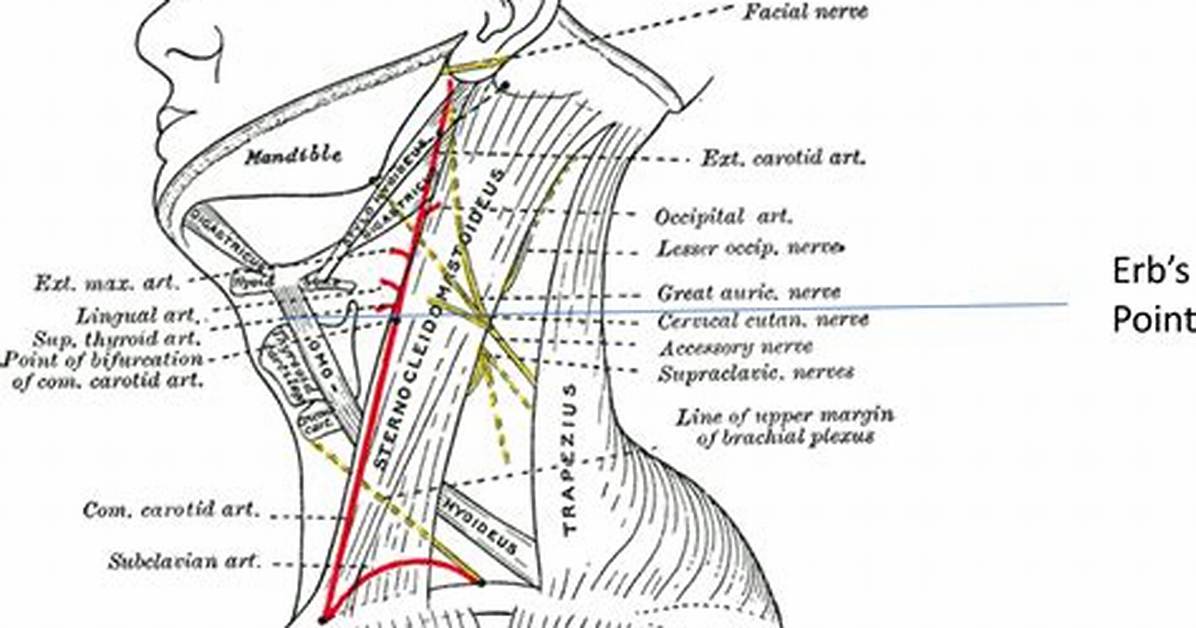 Erb Point