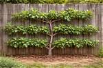 Espalier Fig Tree