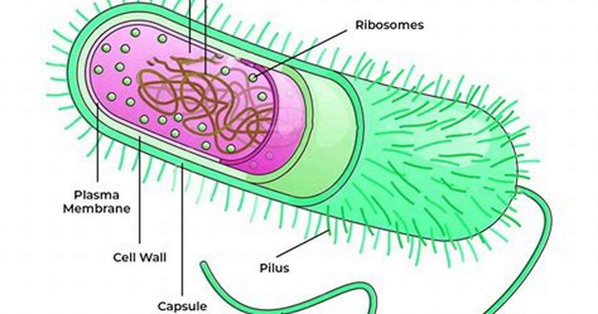Eubacteria