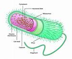 Eubacteria