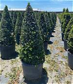 Eugenia Topiary