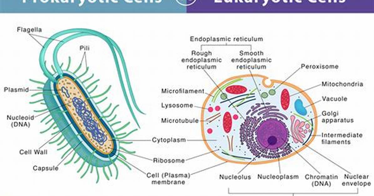 Eukaryotes Meaning
