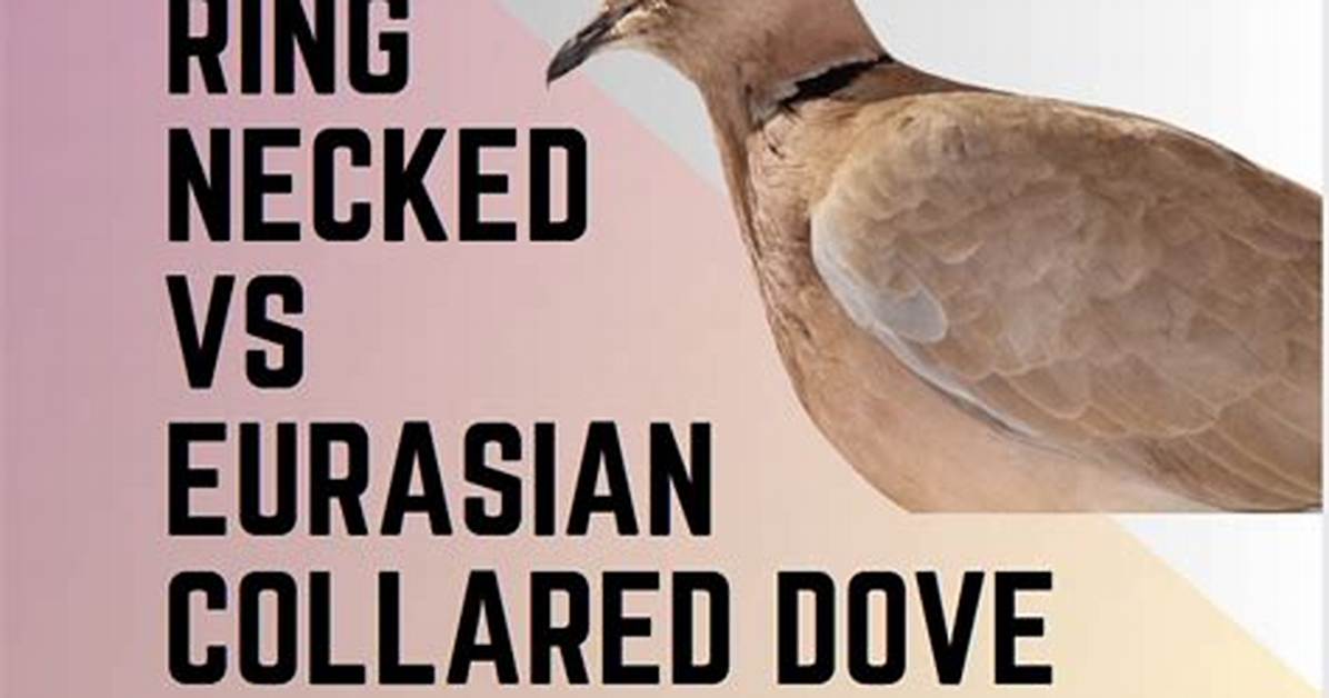 Eurasian Collared Dove Problems