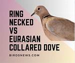 Eurasian Collared Dove Problems