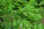Evergreen Meaning