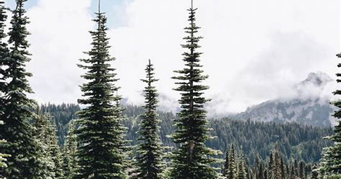 Evergreen Pine Tree