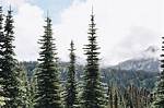 Evergreen Pine Tree