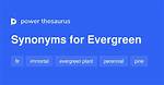 Evergreen Synonym