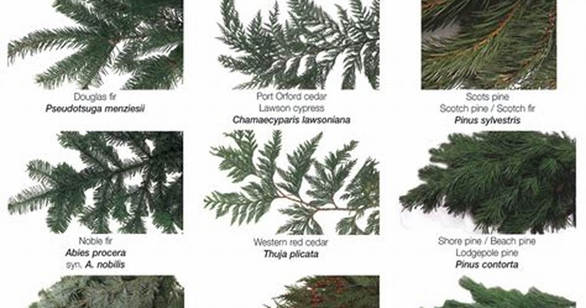 Evergreen Trees Examples