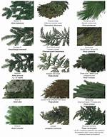 Evergreen Trees Examples