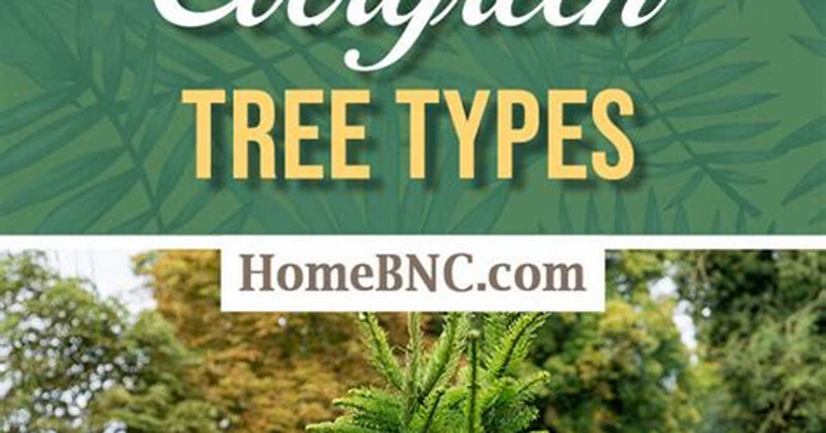 Evergreen Trees
