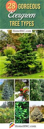Evergreen Trees