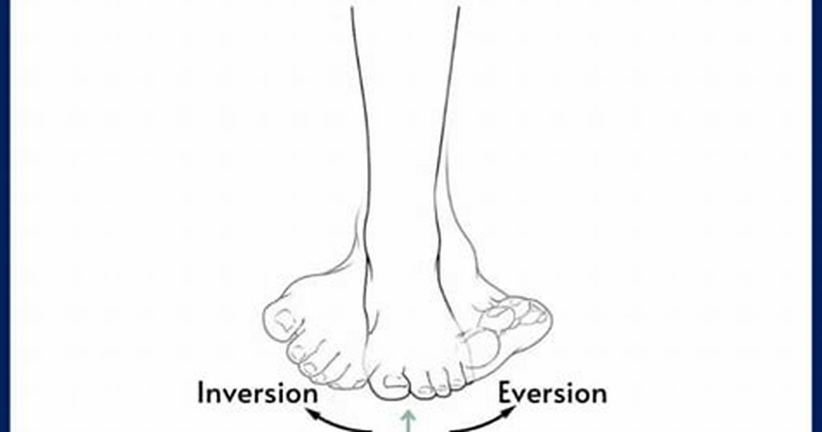 Eversion Definition Anatomy