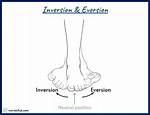 Eversion Definition Anatomy