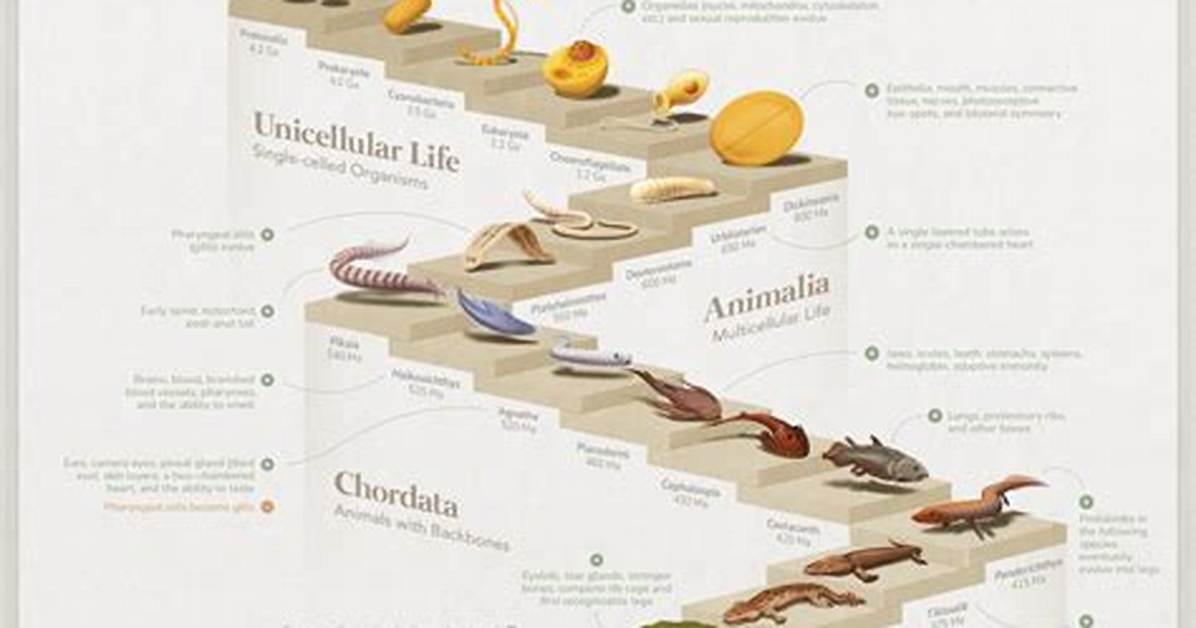 Evolution: Humans: Humankind
