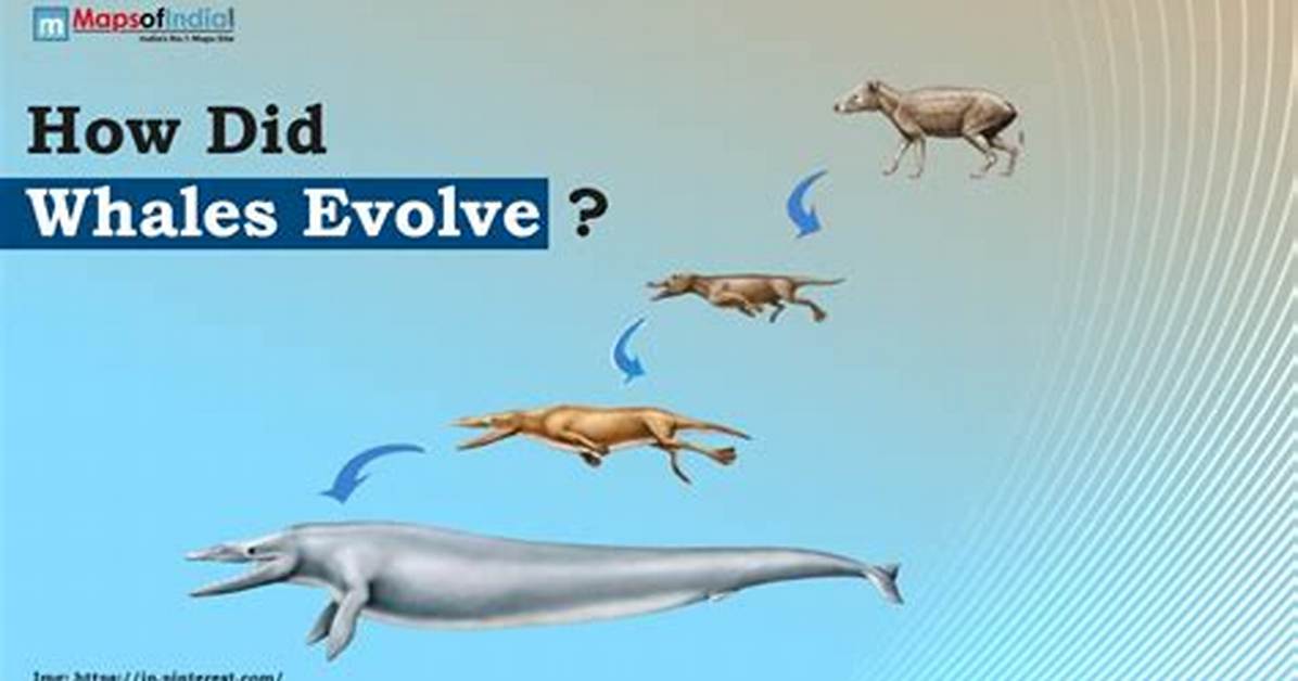 Evolved Into