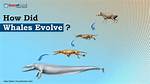 Evolved Into