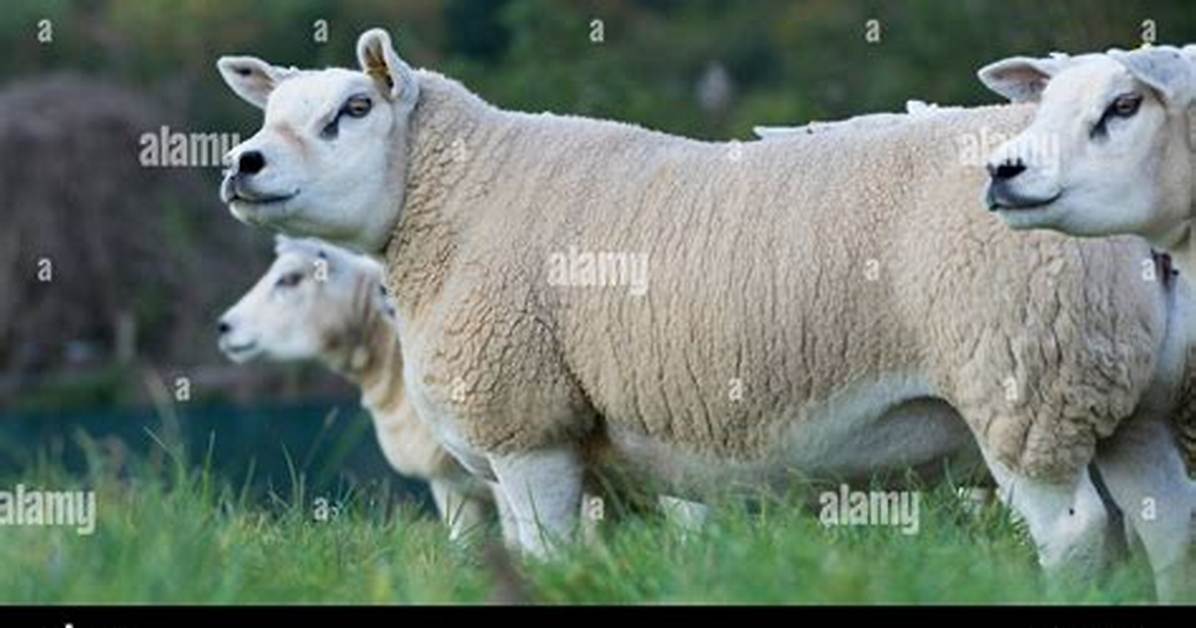 Ewes' Mates