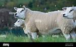 Ewes' Mates