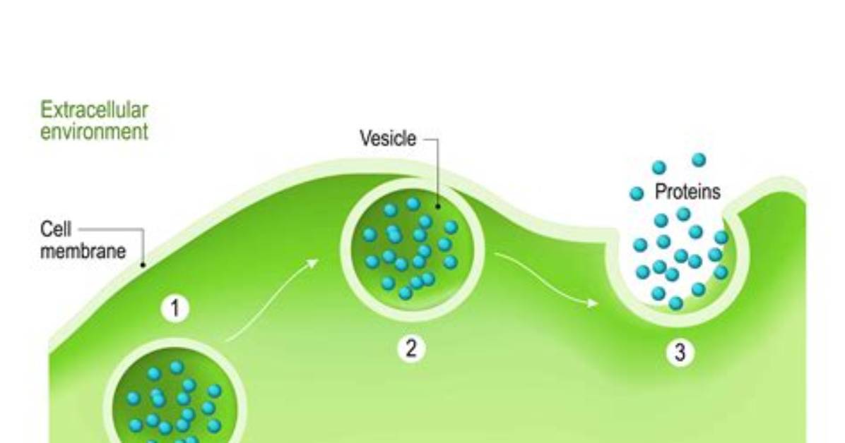 Exocytosis Example
