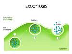 Exocytosis Example