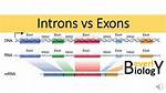 Exons vs Introns
