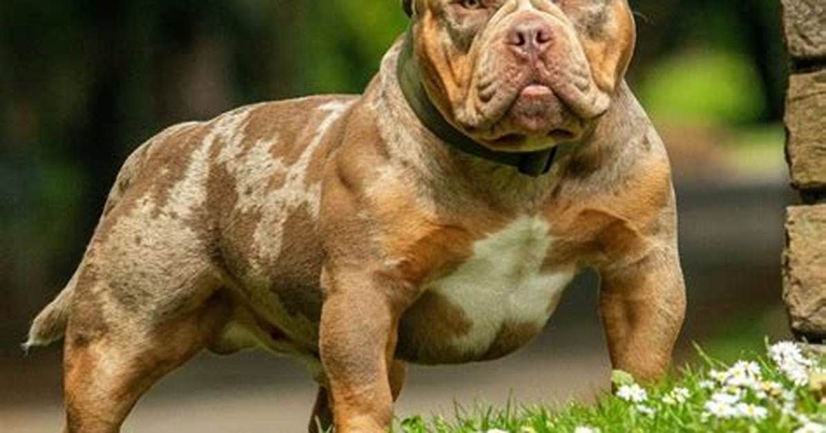 Exotic Micro Bully