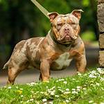 Exotic Micro Bully