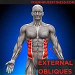 External Oblique Action