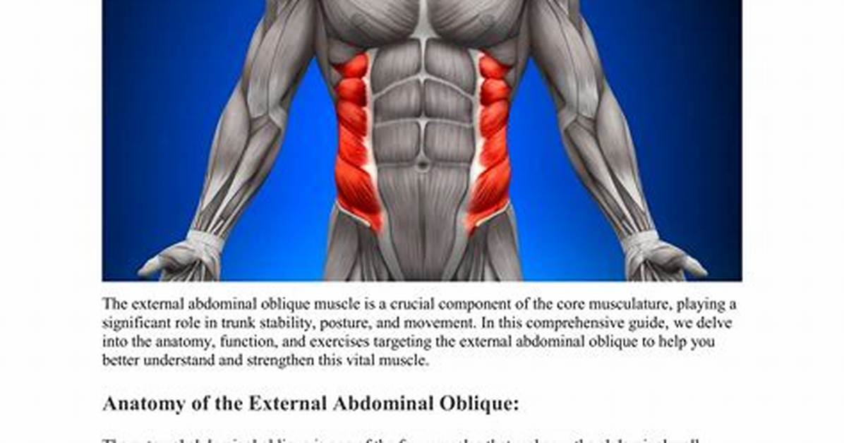 External Oblique Function