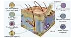 Exteroreceptors