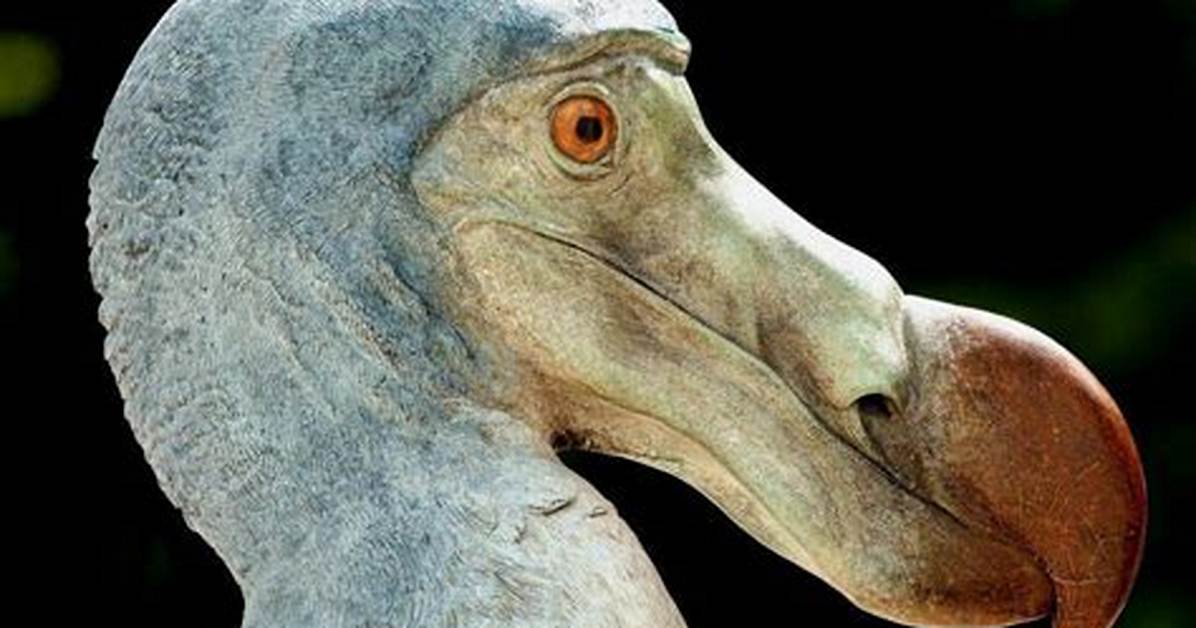 Extinct Flightless Bird