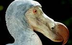 Extinct Flightless Bird
