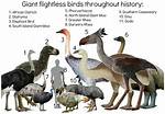Extinct Flightless Birds
