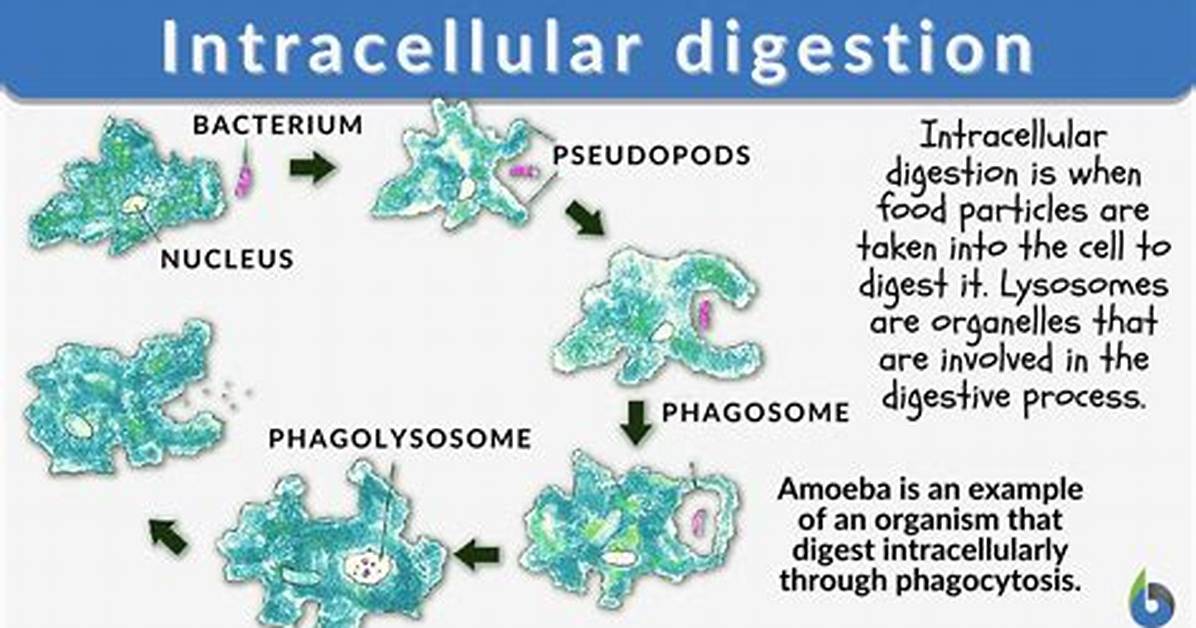 Extracellular Digestion