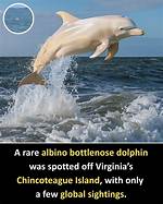 Extremely Uncommon