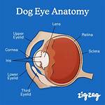 ___ Eye Dog