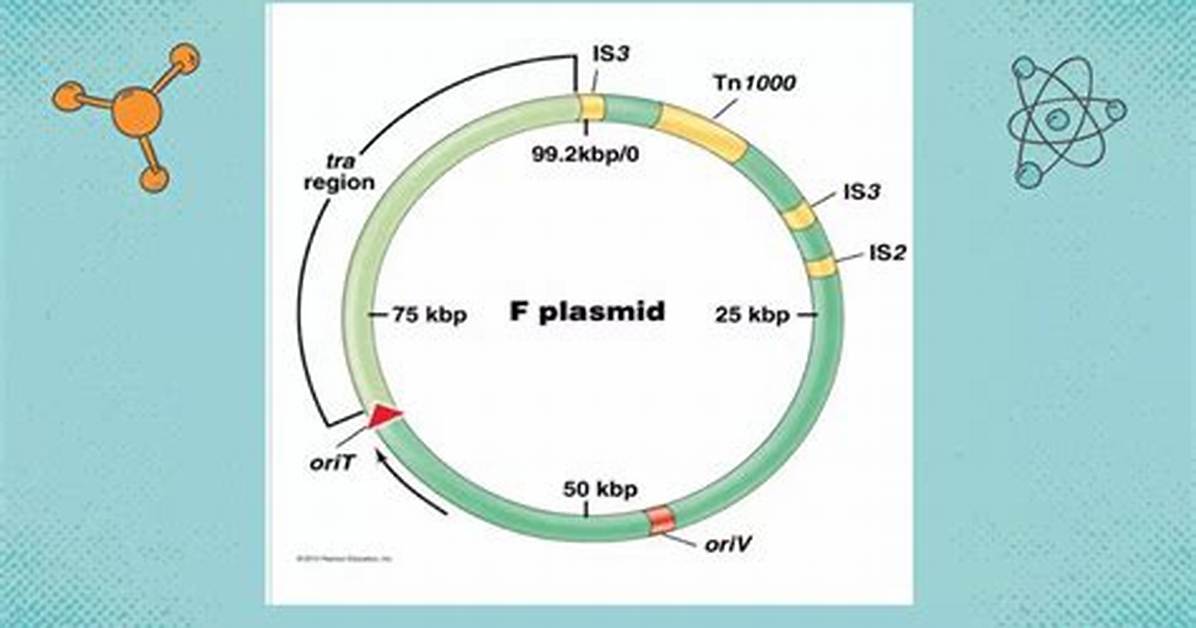 F Plasmid