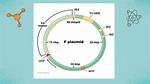 F Plasmid