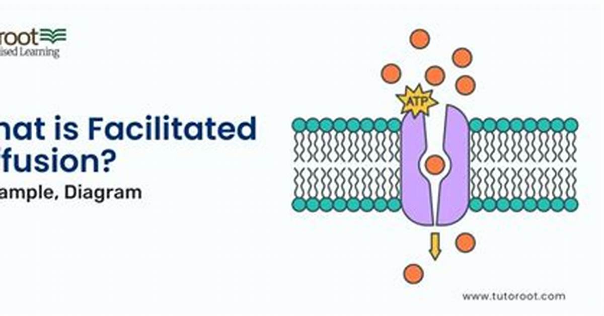 Facilitated Diffusion Example