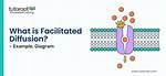 Facilitated Diffusion Example