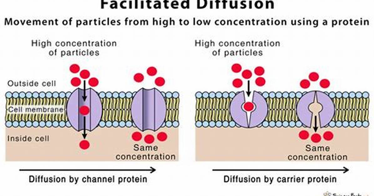 Facilitated Diffusion Requires