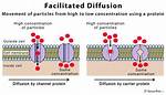 Facilitated Diffusion Requires
