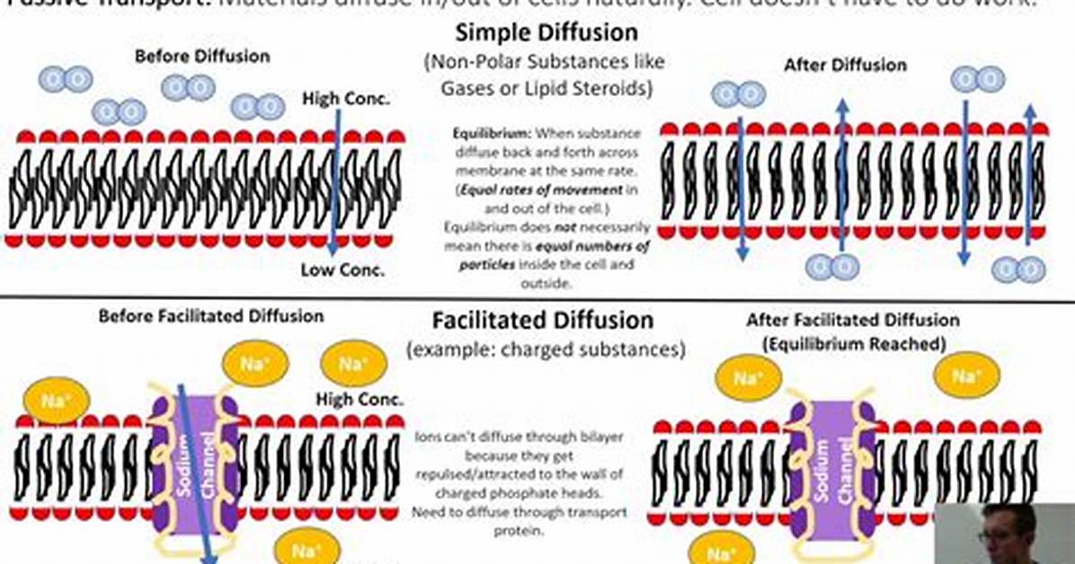 Facilitated Diffusion vs Diffusion