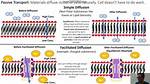 Facilitated Diffusion vs Diffusion