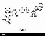 Fadh2