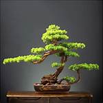 Fake Bonsai Tree