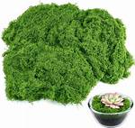 Fake Moss