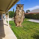 Fake Owl